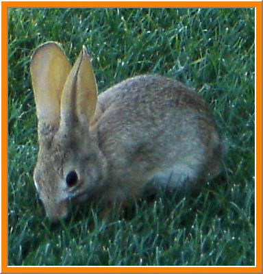 bunny on golf course