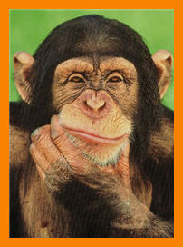 disappointed or contemplative chimp